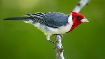 Red Bird Wallpaper All New