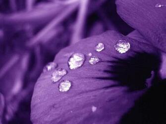 Purple Rain Wallpaper