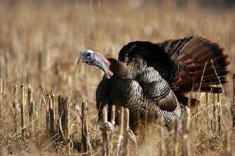 Gobbling Turkey Wallpaper Top Background
