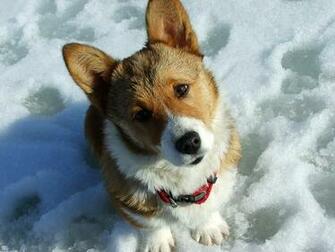 Corgi Wallpaper Dogs Desktop
