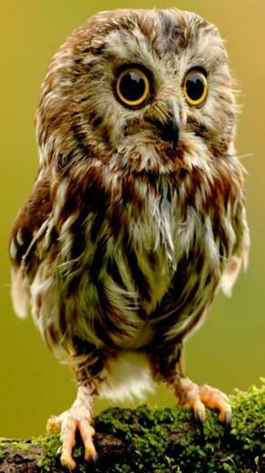 Baby Owl Wallpaper