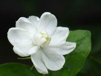 Jasmine Flower Wallpaper HD