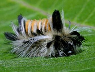 Caterpillar Wallpaper