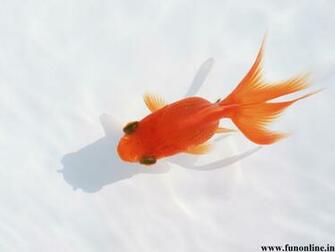 Goldfish Wallpaper Funny Kitten And Goldfishes