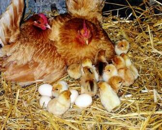 Animals Chickens Desktop Wallpaper Nr By Katrin