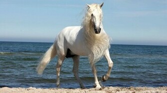 Beautiful White Horse Wallpaper