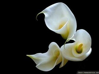 Calla Lily Wallpaper
