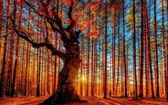 Aspen Tree Wallpaper Image