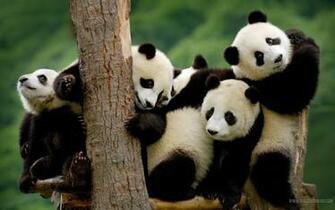 Panda Wallpaper HD Computer Cool Walldiskpaper