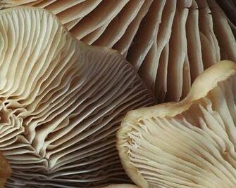 Mushroom Spore Photos