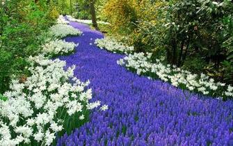Spring In The Netherlands Desktop Pc And Mac Wallpaper