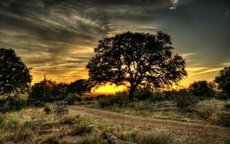 Landscapes Nature Trees HDr Photography HD Wallpaper Res