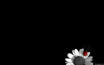 Black And White HD Wallpaper