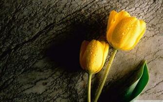 Yellow Flower Wallpaper