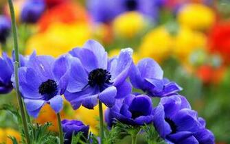 Anemone Wallpaper Flower