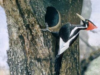 Woodpecker Wallpaper