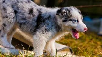 Cute Australian Animals Wallpaper