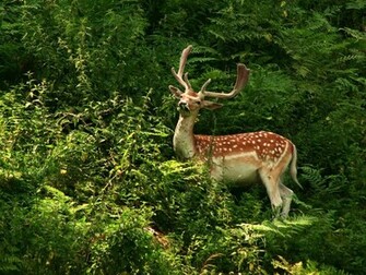 Beautiful Wallpaper For Desktop Deer HD