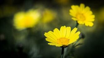 Brand New Daisy Wallpaper iPad