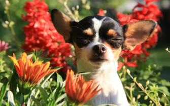 Flower Dog Animal Chihuahua HD Wallpaper