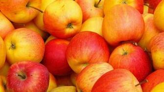 Fruits Wallpaper Album Animal Photo