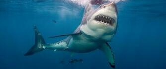 Great White Shark HD Wallpaper Pictures Image