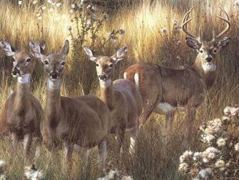 Whitetail Deer Wallpaper