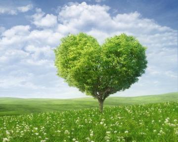 Wallpaper S Collection Tree