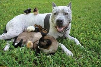 Funniest American Pitbull Terrier New Photos Funny And Cute Animals