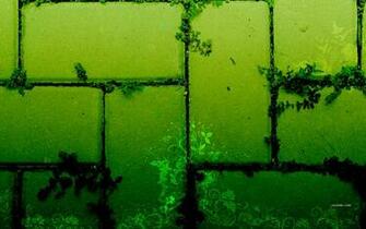 Green Ivy Walls By Css Creme