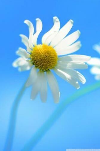 Windows Default Wallpaper HD Desktop High Definition