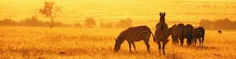 Go On An African Safari Tanzania Africa Inquire About Us