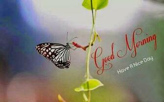 Good Morning Have Anice Day Quoteko