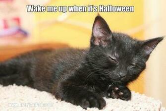 Cat Meme Quote Funny Humor Grumpy Kitten Wallpaper