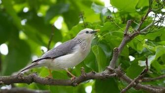 Wallpaper Birds Trees Leaves Branches Gray HD