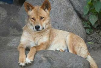 Dingo Image Dingoes Wallpaper And Background Photos