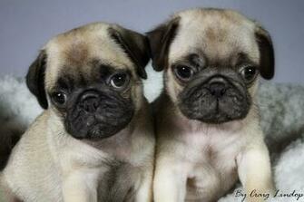 Image Pug Puppies Computer Wallpaper Pc Android iPhone And