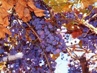 Grape Plants HD Wallpaper Nature