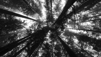 Trees Black Aesthetic Laptop Wallpaper