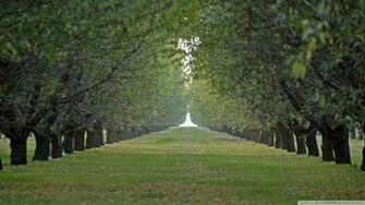 Orchard Wallpaper