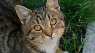 Super Cute Cats Wallpaper