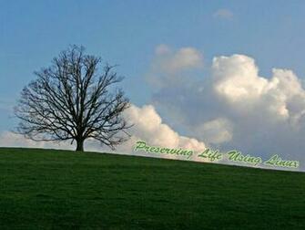 Is Nature Wallpaper Tree On My Linux Desktop Background