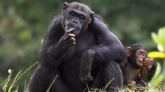 Chimpanzee Wallpaper On