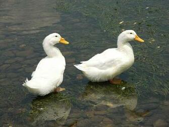 Two White Baby Duck HD Wallpaper
