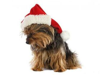 Christmas Dogs Yorkie Puppies Small Cute Puppy Dog Husky