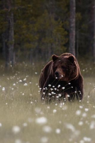 Bear iPhone Wallpaper Brown Vertebrate Grizzly