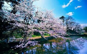 Cherry Blossom Wallpaper Full HD Search