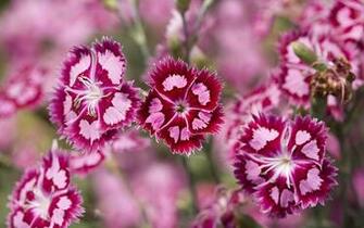 Image Flower Dianthus