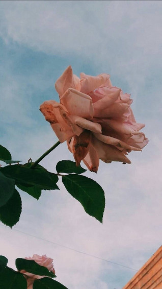 Rose Gold Aesthetic Wallpaper