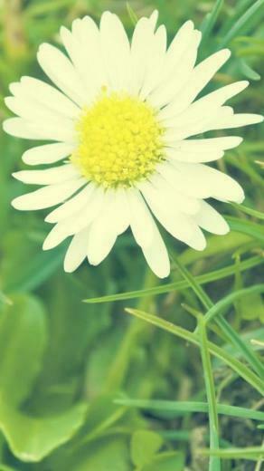 Flower iPhone Plus Wallpaper HD